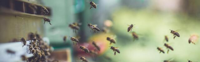 U IZRAELU KAO U HOROR FILMU: Desetine hiljada pčela spustilo se na tržni centar (VIDEO)