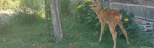 Mašan je glavna atrakcija u selu! Vera krenula da bere pečurke, a vratila se kući sa lanetom u naručju – sada pije mleko na flašicu i svi ga obožavaju (FOTO)
