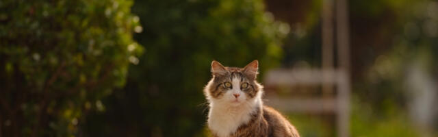 POBEGAO KROZ PROZOR, POSLE DESET GODINA PONOVO KUĆI Srceparajuća priča o povratku mačka