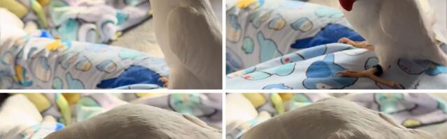 Papagaj sa TikToka osvaja internet: Kikl Tikl ima simpatiju, zaljubljen u pticu na pidžami svoje vlasnice