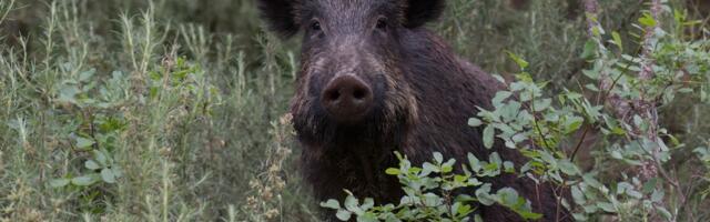 Broj zaraženih divljih svinja raste u Španiji: Policija vodi istragu o poreklu virusa afričke svinjske kuge