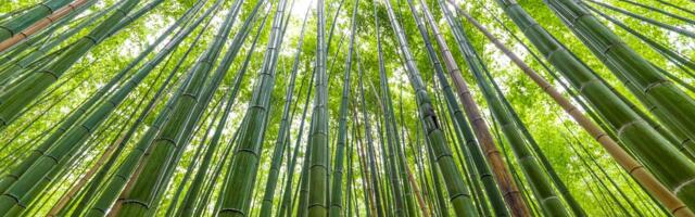 Naučnici veruju da mleko od bambusa može biti održiv odgovor na rast svetske populacije