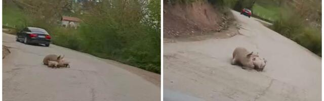 Oprasila se krmača nasred puta Foča - Šćepan Polje: "Stanje redovno"