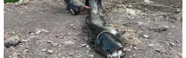 Pala još jedna somina: Otac i sin došli glave kapitalcu (FOTO)
