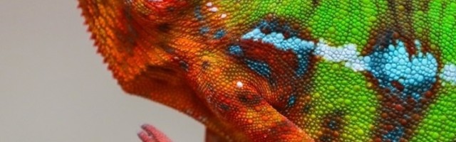 Retka vrsta nakon 100 godina ponovo primećena na Madagaskaru