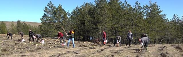 Akcija pošumljavanja na Zlatiboru
