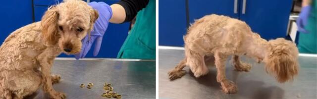 Pudla deformisanih nogu ŠUTNUTA, više ne donosi profit: Potrebna pomoć, psa čekaju teške operacije