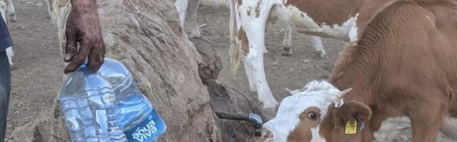 Opozicija traži da se hitno obezbedi voda životinjama na Suvoj planini, za sutra najavljen sastanak nadležnih