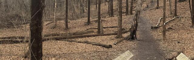 Čak 99 odsto ljudi ne može da pronađe psa na fotografiji: Ako vi uspete, imate savršen vid!