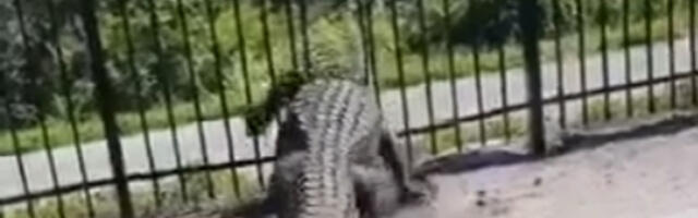 Serija napad krokodila na Floridi, ima mrtvih i povređenih: Izdata hitna upozorenja!