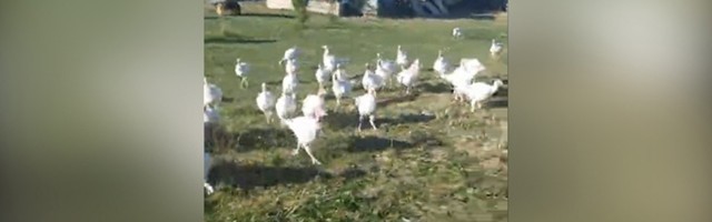 Čurke prate šaptača u stopu - kao omađijane (VIDEO)
