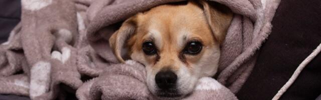 Simptomi zimske depresije kod psa: Veterinar otkriva kako da prepoznate znake