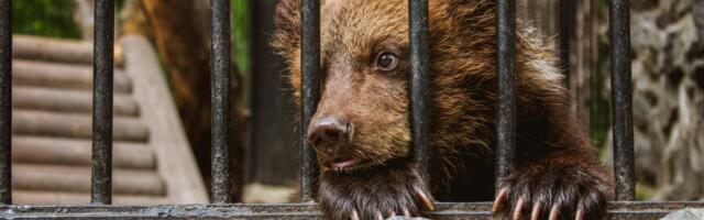 Lenjivci žive šest meseci posle selfija sa turistima: Šokantni podaci o okrutnoj dresuri divljih životinja