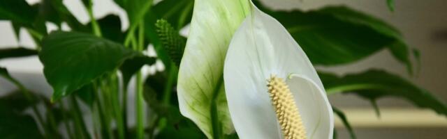 Samo jedna kašika OVOGA i spatifilum će vam cvetati kao LUD: Zovu ga "ženska sreća"