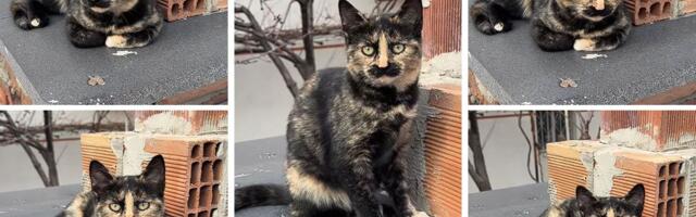 Samo 1 od 3.000 "kornjačevina" može biti mužjak: Je li to baš ovaj slučaj ili ženki sjajno stoje brkovi?