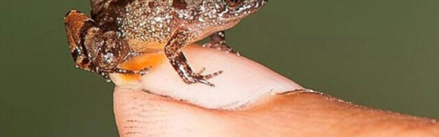 На југу Бразила откривена нова врста минијатурне жабе, названа Б. Лулаи