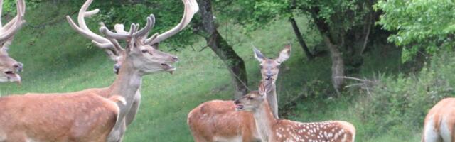 JELENI SE VRATILI NA SEVER SRBIJE POSLE 60 GODINA Ima ih više od 100, dolaze i do naselja gde su ljudi