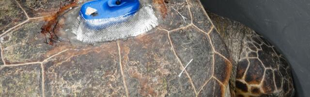 Glavata kornjača prešla 24.000 kilometara po Mediteranu