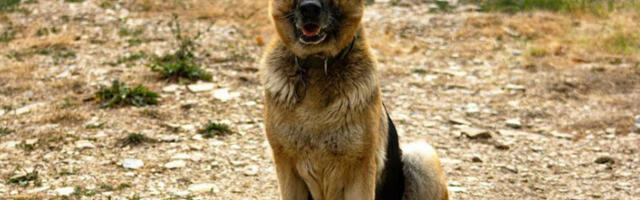 ​Нарко дилери пробали сенфом да прикрију мирис дроге