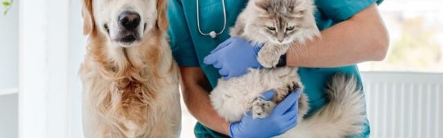 Snimak iz veterinarske ambulante srušio mreže: Večernja akcija psa i mačke postala viralna (VIDEO)