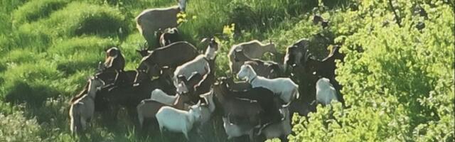 "Zaigrana ekipa" se izgubila kod Širokog Brijega, pripadnici GSS brzo reagovali dronom locirali stado (FOTO)