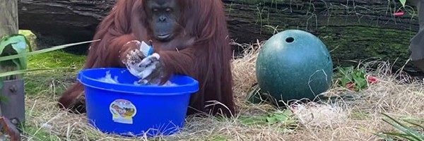 Orangutan pokazao kako se pravilno peru ruke
