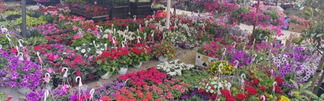 Počinje SAJAM HORTIKULTURE: Sve za dvorišta i bašte na Šumadija sajmu