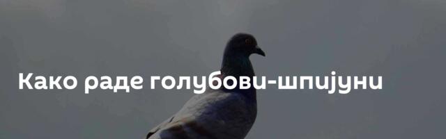 Како раде голубови-шпијуни