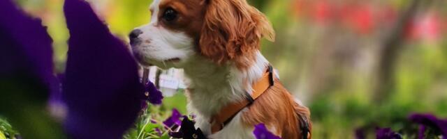 Vaš pas jeo je ljubičice u šetnji: Da li je ovaj prolećni cvetić pet frendli i treba li da pozovete veterinara