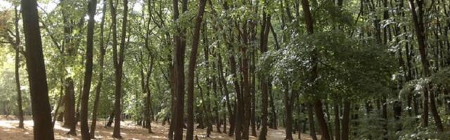 Beograd ostaje: Nećemo dozvoliti seču Košutnjaka