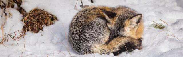Životinje koje tokom zime skoro ne jedu ni ne piju: U zimskom su snu - spisak će vas iznenaditi (FOTO)