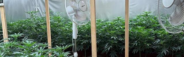 VELIKA AKCIJA POLICIJE! OTKRIVENA TAJNA FABRIKA MARIHUANE U SUBOTICI! Specijalci upali na posed, pogledajte šta su sve zatekli! (foto, video)