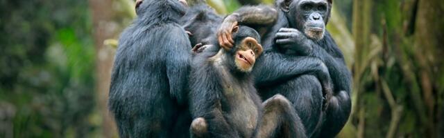 Od zajednice do rata: Kako su šimpanze pokazale tamnu stranu društva