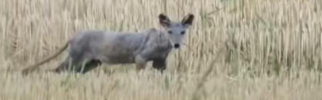 LISICA OBOLELA OD ŠUGE ILI ŠAKAL? Čudna životinja luta Srbijom, svi misle da je BOLESNA, pogledajte je! (VIDEO)