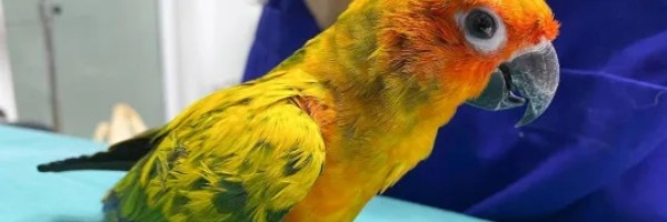 Papagaj progutao 21 dijamant sa gazdaricine ogrlice