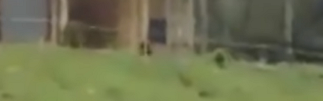 Upravo na ovaj način su vijetnamski vojnici pobedili u ratu protiv daleko moćnijih Amerikanaca (VIDEO)