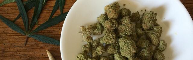 Srbija i legalizacija marihuane: Ne može džoint, može plantaža