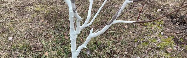 Krečenje stabala: Recept za smesu koja štiti