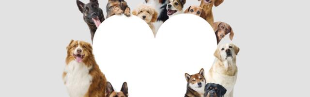 Nova pobeda za životinje, Španija donela istorijske reforme: KUĆNI LJUBIMCI sada su ZAKONSKI ČLANOVI PORODICE