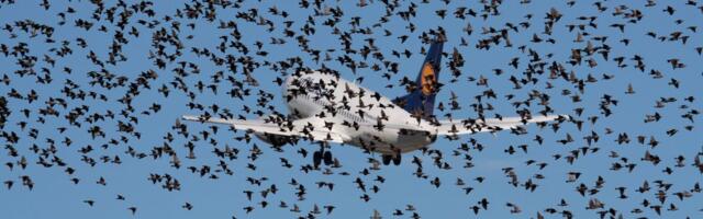 Rusi razvili sistem koji sprečava sudare aviona s pticama: Pokriva radijus od 10 kilometara, a evo kako radi