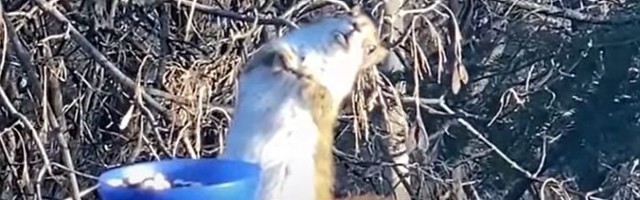 VIDEO: Snimak pijane veverice hit na internetu