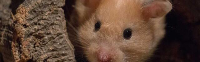 Pre izumiranja dinosaurusa, sisar veliki kao hrčak je oblikovao život koji je opstao na pacifičkoj obali