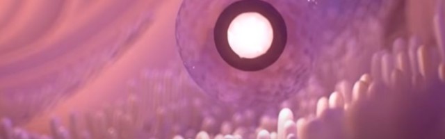 OD ZAČEĆA DO FETUSA: Pogledajte kako izgleda oplođenje jajne ćelije i formiranje ploda (VIDEO)