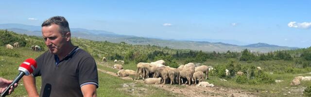 Porodica Hot iz Suhog dola sumnja da su njihovi dobro obučeni psi za čuvanje ovaca ubijeni