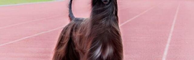 Ovo je najlepši pas na svetu