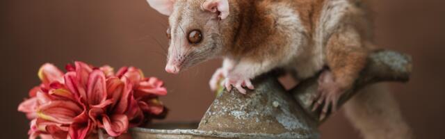 Pronađene životinje za koje se mislilo da su davno izumrle