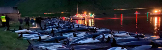 Масакр 1,428 делфина код Фарских острва
