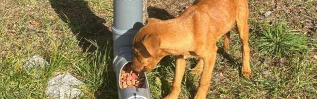 LEPE VESTI SA DIVČIBARA: Dobri ljudi osmislili kako da psi lutalice nikad ne budu gladni (FOTO)