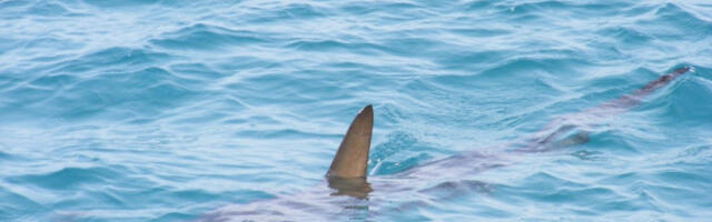 AJKULA UBILA ŽENU, MUŠKARCA TEŠKO RANILA! Horor na poznatoj plaži!
