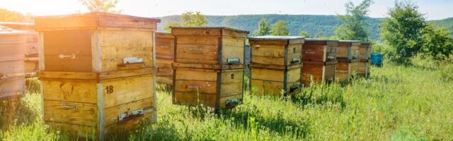 Kakav je med od 1.200 dinara sa nadmorske visine od 1.100 metara? Pčelar Žarko i njegov otac najbolje znaju